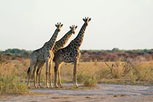 Botswana National Parks Drucke: Giraffes (Giraffa camelopardalis), Nxai Pan National Park, Botswana, Africa
