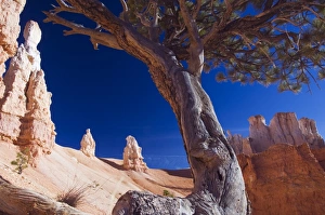 Natural Rock Formations USA Drucke: A gnarled tree trunk among the colourful pinnacles