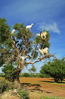 Ziege Drucke: Ziegen auf Baum in Marokko im Norden Afrikas
