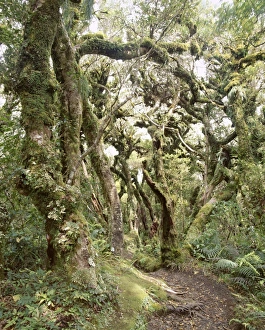 Goblinswald