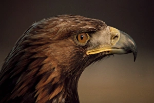 Colourful Scottish Landscapes Drucke: Golden eagle