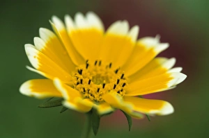 German Flora Photography Drucke: Golden eye