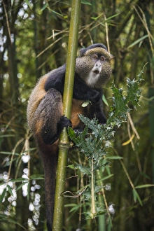 Gerahmter Druck : Goldener Mandrill (Cercopithecus kandtii), Parc national du Volcan des Montagnes, Ruanda, Afrika Gerahmter Druck : Goldener Mandrill (Cercopithecus kandtii), Parc national du Volcan des Montagnes, Ruanda, Afrika