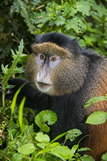 Virunga National Park Wildlife Drucke: Golden monkey (Cercopithecus kandti), Virunga National Park, Rwanda, Africa