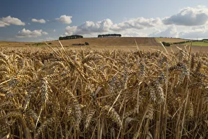 Oxfordshire Countryside Drucke: Golden wheatfield below Hackpen Hill, near Wantage, Oxfordshire, England, United Kingdom