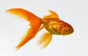 Goldfish