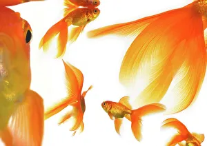 Drucke von Goldfish Bilder Datiert 2008 März: Goldfish