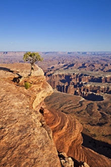 Canyonlands National Park Utah Drucke: Grand View Point overlook and juniper tree