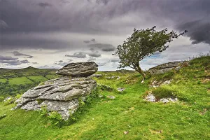 Ein Granitfels neben einem Hainbuchenbaum (Crataegus monogyna) auf dem Scheitelstein (Bench Tor), nahe von Holne im Dartmoores Nationalpark in Devon, England Vereinigtes Königreich Europäisch