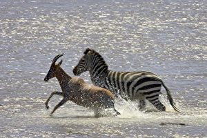 Kenya Wildlife Drucke: Grants zebra