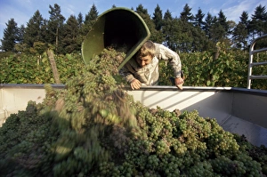 European Vineyard Landscape Drucke: Grape harvest