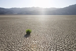California Desert Scenes Drucke: Grass in dried earth