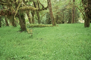 Temperate Rainforest Drucke: Grass and maple trees in temperate rain forest