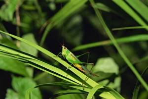 Southeast Asia Nature Images Drucke: Grasshopper perched on grasses for the night