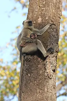 Graugewitter Langur (Hannibal-Gewitter Langur) Semnopithecus Hector Bandhavgarh-Nationalpark Madhyapradesh Indien Asien