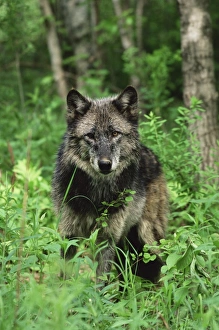 Colorful Animal Portraits Drucke: Gray wolf (Canis lupus)