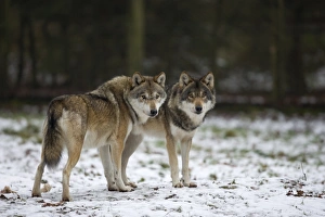 European Wolves Drucke: Gray wolf (grey wolf)