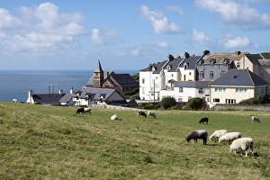 United Kingdom Coastal Scenery Drucke: Grazing sheep, Mortehoe, Devon, England, United Kingdom, Europe