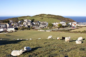 Drucke von Weidende Schafe in Mortehoe bei Exmoor im County Devon in der englischen Grafschaft Devon und Teil des Vereinigten Königreichs von Großbritannien und Nordirland sowie Europa Bilder Datiert 2010 Dezember: Weidende Schafe in Mortehoe bei Grazeley im Vereinigten Königreich