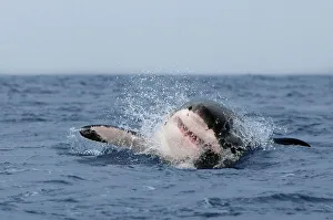 Kapstadt Drucke: Großer Weißer Hai (Carcharodon carcharias), Breaching, Seal Island, False Bay.