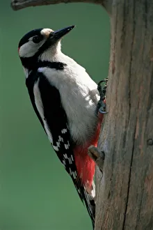 Drucke von Großer Fleckspecht (Dendrocopos major), Finnland, Skandinavien, Europa Finnland Drucke: Großer Fleckenbaumeister (Dendrocopos major), Finnland, Skandinavien, Europa