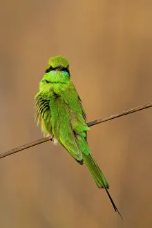 Grüner Bienenfresser (Merops orientalis), Bandiadhwar-Nationalpark, Indien-Madhyapradesh-Asien