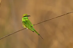 Grüner Bienenfresser (Merops orientalis), Bandhavgarh-Nationalpark, Indien - Madhyapradesh - Asien