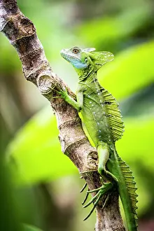 Drucke von Grüner Schirmbasilisch Igel (Basiliscus plumifrons), Boca Tapada, Provinz Alajuela, Kostarika Costa Rica Drucke: Grüne Schleiereide Iguana (Basiliscus plumifrons), Boca Tapada, Provinz Alajuela