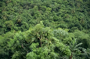 Central America Scenic Views Drucke: Grenada, Windward Islands