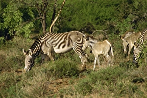 Kenyan Safari Animals Drucke: Grevy zebra