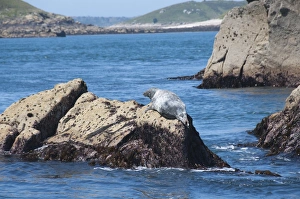 United Kingdom Nature Images Drucke: Grey seals, Isles of Scilly, Cornwall, United Kingdom, Europe
