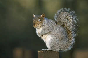 Grauer Eichhörnchen (Sciurus carolinensis), Leighton Moss, RSPB-Vogelschutzgebiet, Silversdale