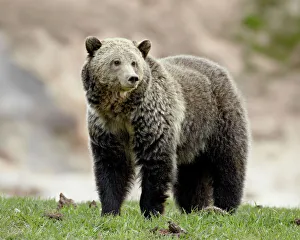 Bärenart Grizzly (Ursus arctos horribilis), Nationalpark Yellowstone, Wyoming, Vereinigte Staaten von Amerika Nordamerika