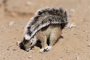 Xerus Inauris Species Drucke: Ground squirrel
