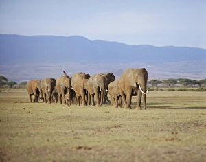 Young Elephants Playing Drucke: A group of elephants including young