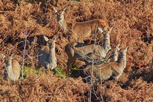 English Countryside Animals Drucke: A group of Red Deer (Cervus elaphus)