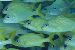 Caribbean Nature Photography Drucke: Grunts often school in groups under ledges