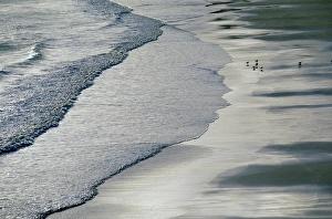 Outer Hebrides Beach Drucke: Gulls on beach