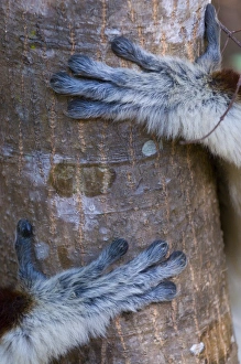 Coquerels Sifaka Drucke: Hands of a Coquerels Sifaka (Propithecus coquereli), Ankarafantsika National Park