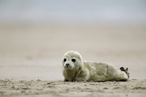 Marine Mammals Europe Drucke: Harbor seal cub