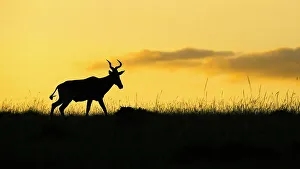 Maasai Mara National Reserve Drucke: Hartebeest (Alcelaphus Buselaphus), Mara North, Maasai Mara, Kenya, East Africa, Africa