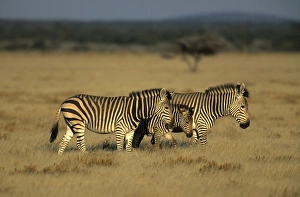 Wildlife In Namibia Africa Drucke: Hartmans mountain zebra