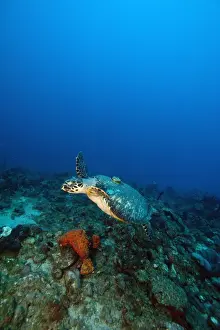 Schildkröte mit Schlagring auf der Rückseite (Eretmochelys), im Dominika-Gebiet in den Karibik-Inseln und Zentralamerika