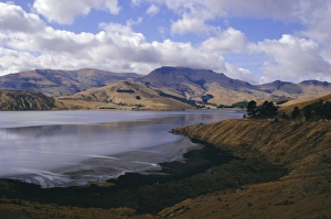 South Island Beach Scene Drucke: Head of the Bay