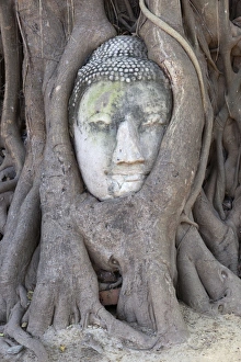 Der Kopf der Sandstein-Buddha-Statue unter einem Bodhimonstum am Wat Mahatat in Ayutthaya im UNESCO-Welterbegebiet in der Provinz Ayutthaya (Thailand), Südostasien und Asien