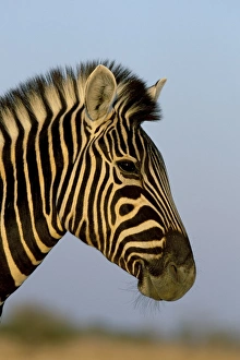 Nature Portraits Drucke: Head of a zebra