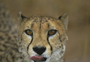 Safari Animal Images Drucke: Headshot of a cheetah