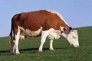 Sussex Drucke: Hierdorfer Rind auf dem Feldgrün am Hügel in der Chalk-Farm im Dorf Willingdon im County East-Sussex in England