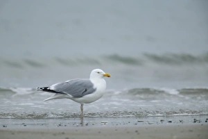 Birdwatching Europe Drucke: Herring gull