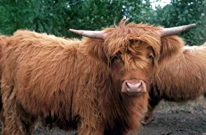 Great Britain Travel Photos Drucke: Highland cattle